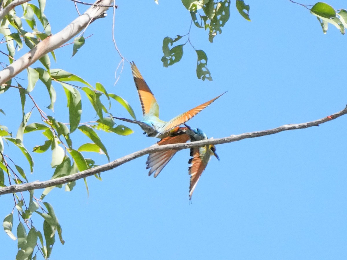 Rainbow Bee-eater - ML609311894