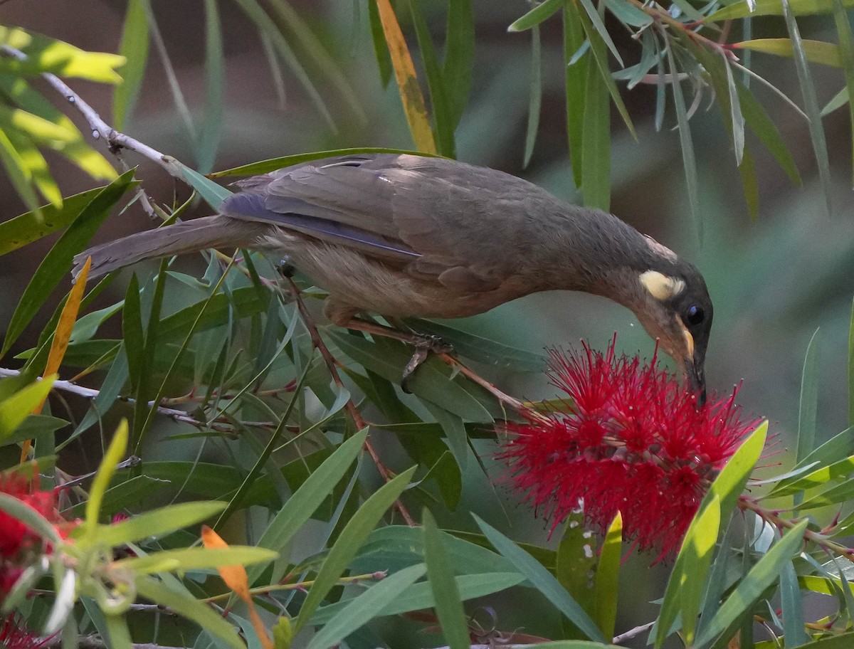 Yellow-spotted Honeyeater - ML609311895