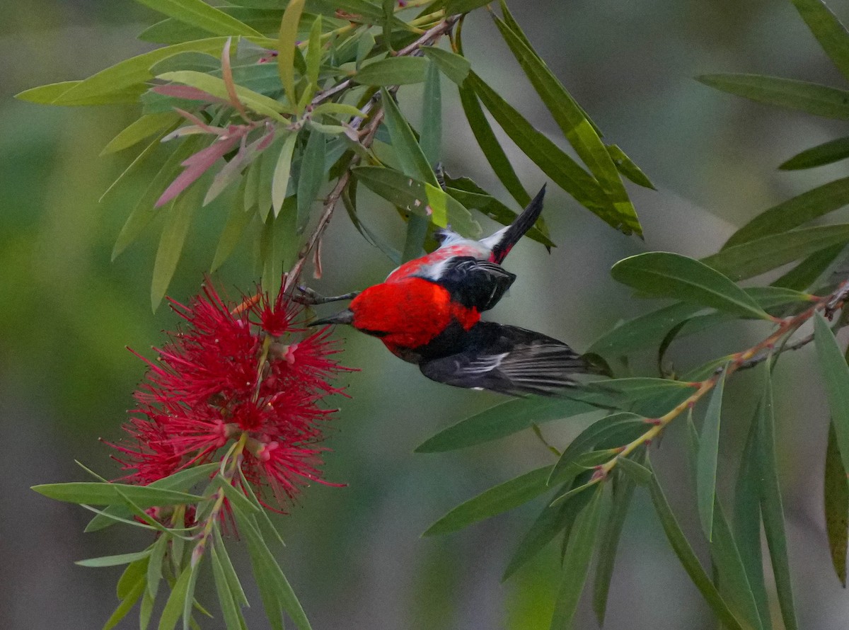 Scarlet Myzomela - ML609311916