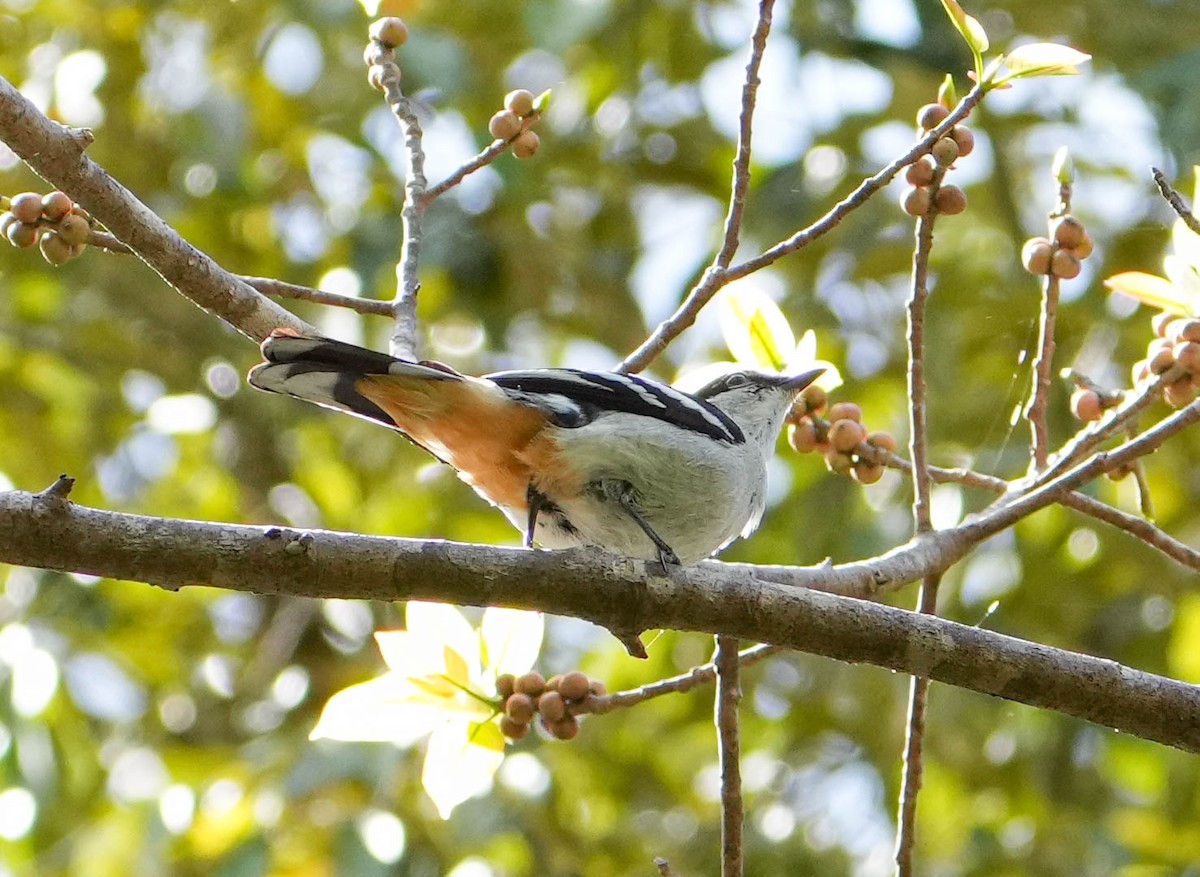 Varied Triller - ML609311918