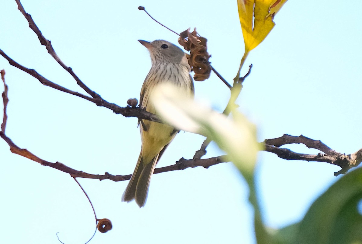 Rufous Whistler - ML609311930