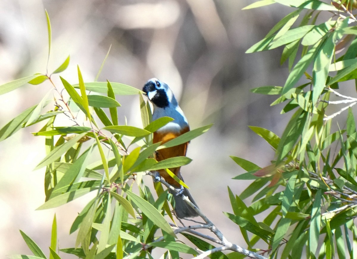 Black-faced Monarch - ML609311942