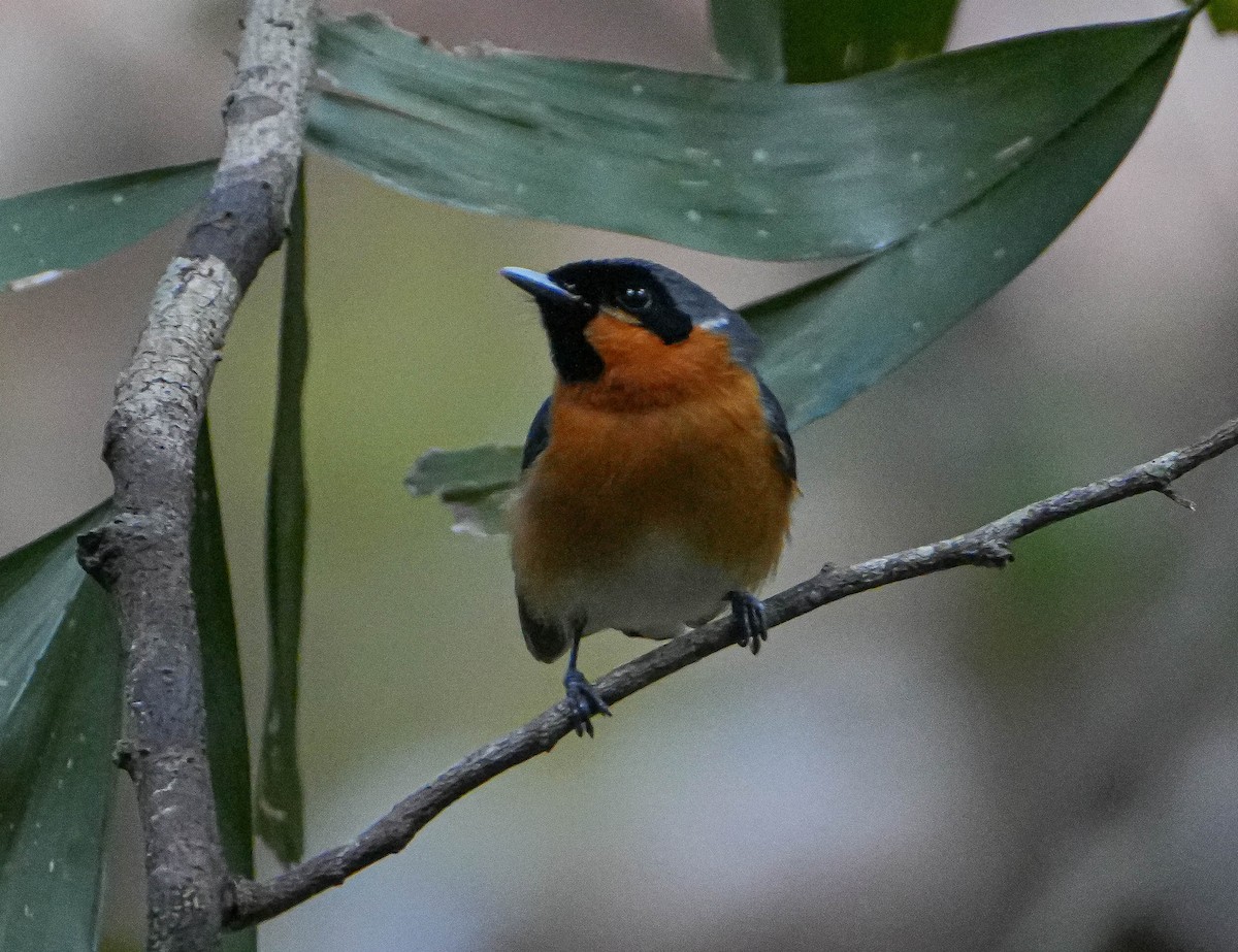 Australian Spectacled Monarch - ML609311944