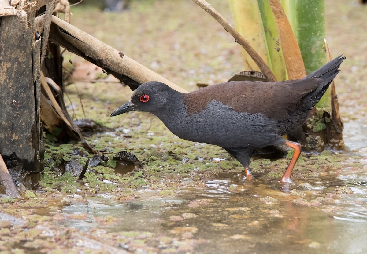 Spotless Crake - ML609311996