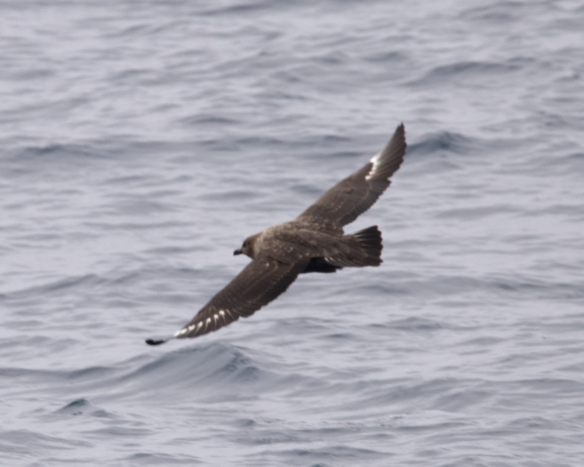 South Polar Skua - ML609311997