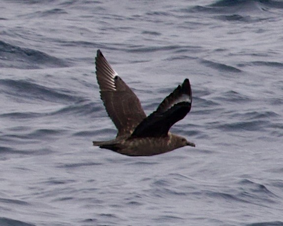 South Polar Skua - ML609312006