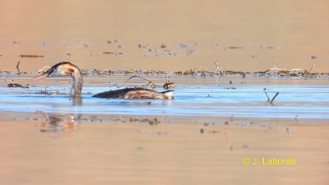 Great Crested Grebe - ML609312008