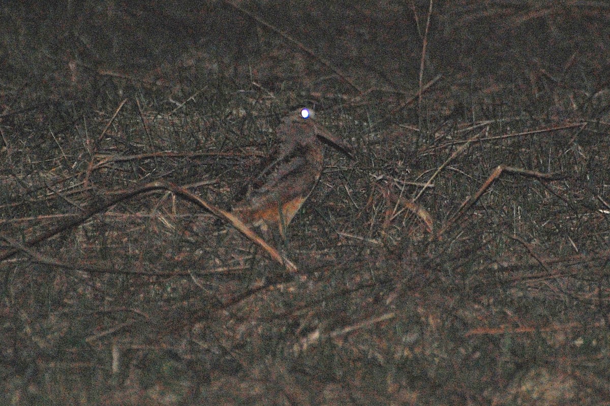 American Woodcock - ML609312025