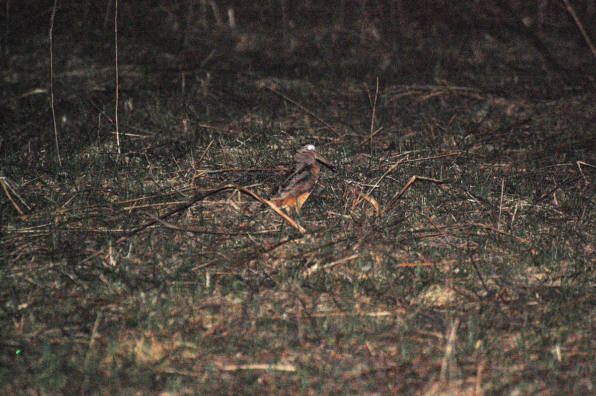 American Woodcock - ML609312026