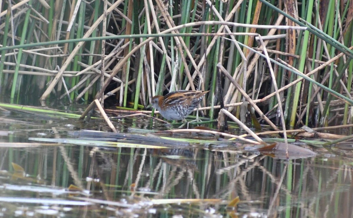 小秧雞 - ML609312359