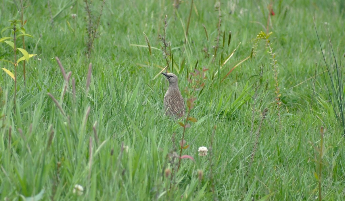 Brown Songlark - ML609312365