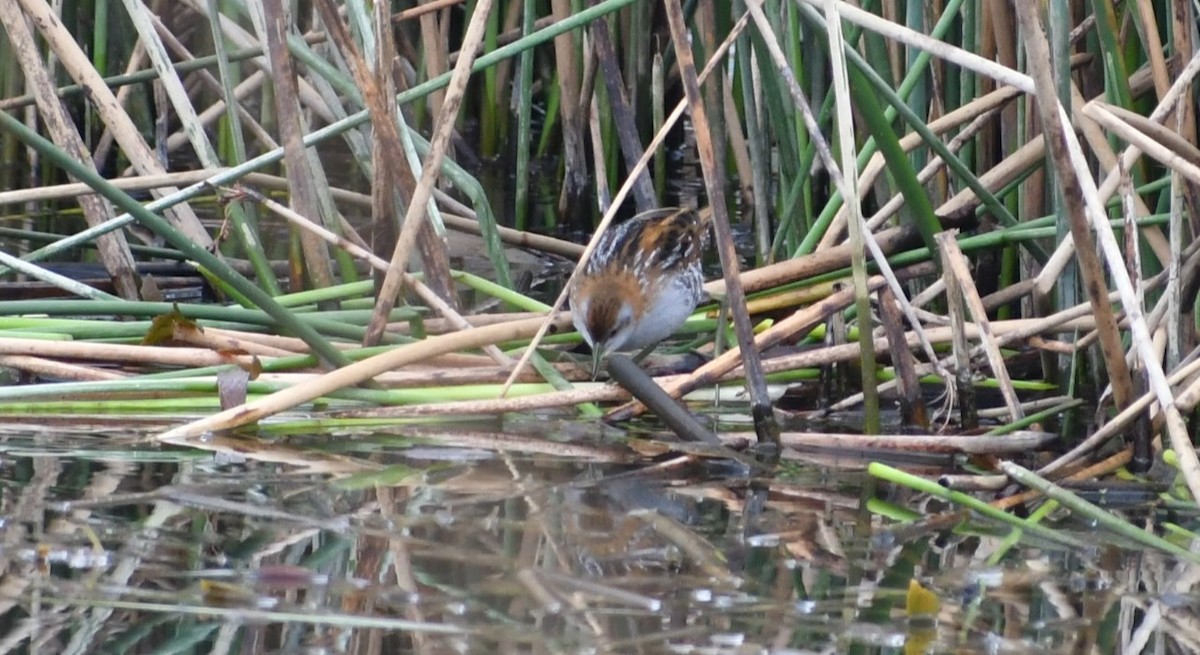 小秧雞 - ML609312373