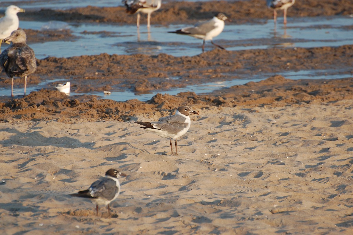 Laughing Gull - ML609312494