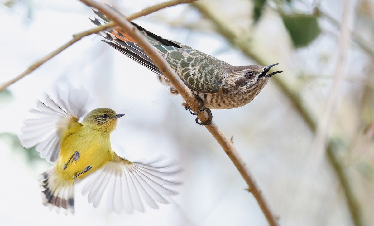 Horsfield's Bronze-Cuckoo - ML609312522