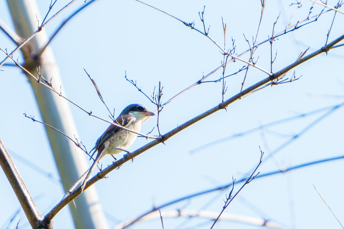 Burmese Shrike - ML609312652