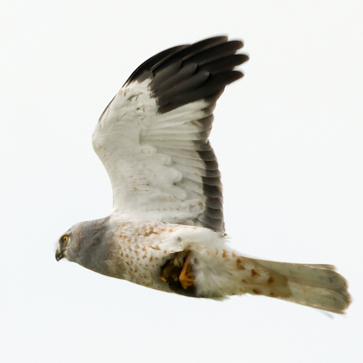 Hen Harrier - Sebastian Ekbom