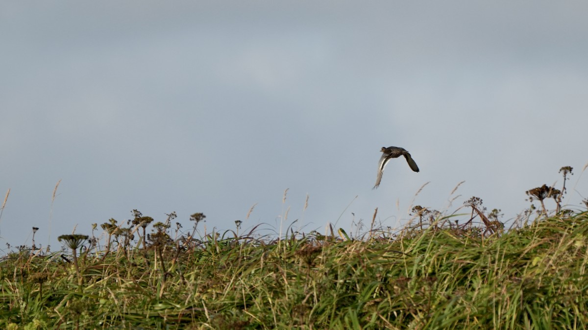 Garganey - ML609312740