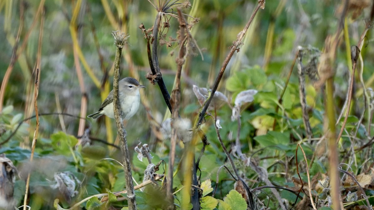 Warbling Vireo - ML609312741