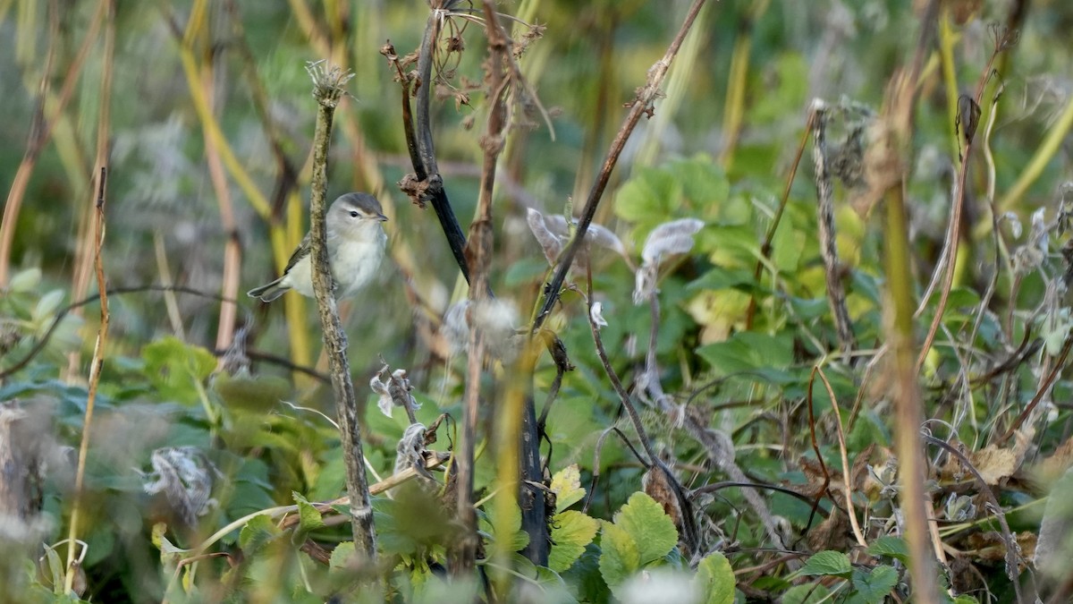 Warbling Vireo - ML609312748