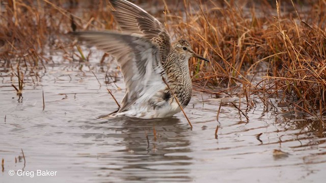 Pectoral Sandpiper - ML609312766