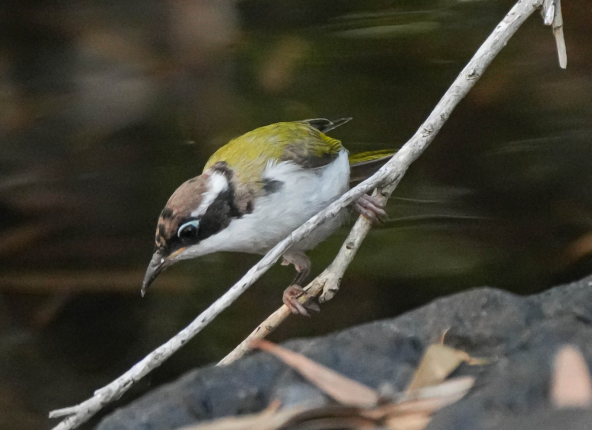 White-throated Honeyeater - ML609312793
