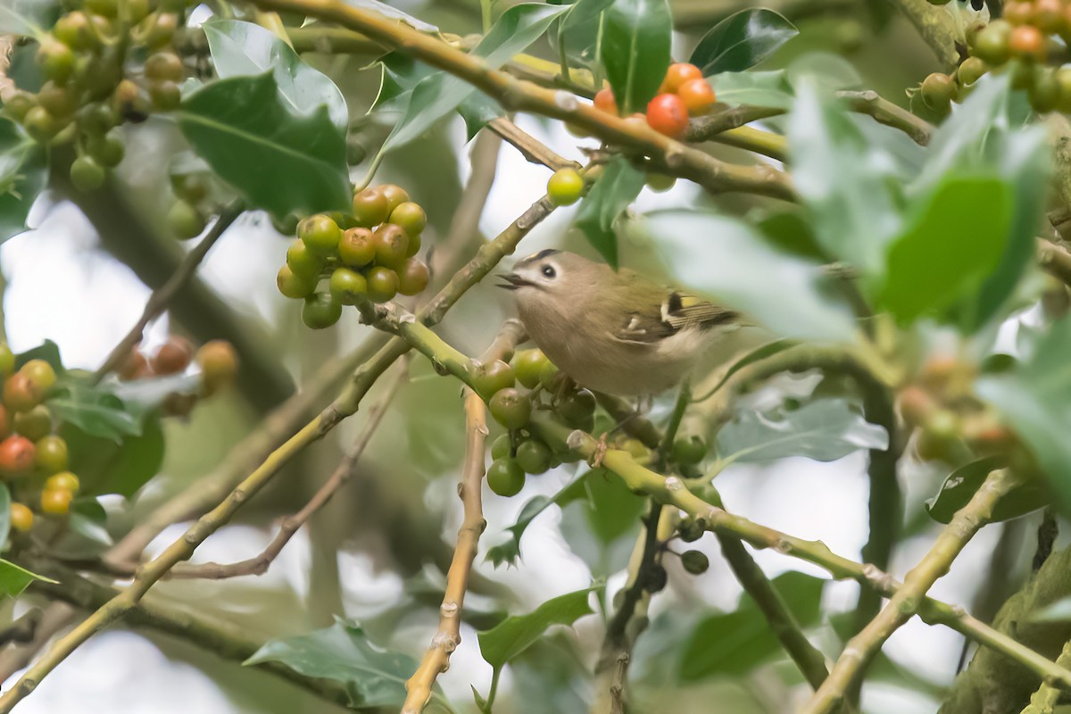 Goldcrest - David Campbell