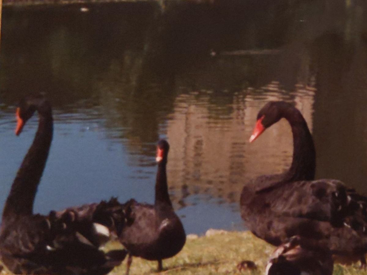 Black Swan - ML609312827