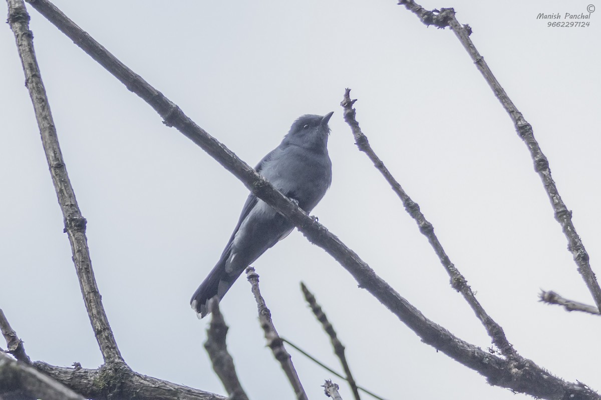 Black-winged Cuckooshrike - ML609312857