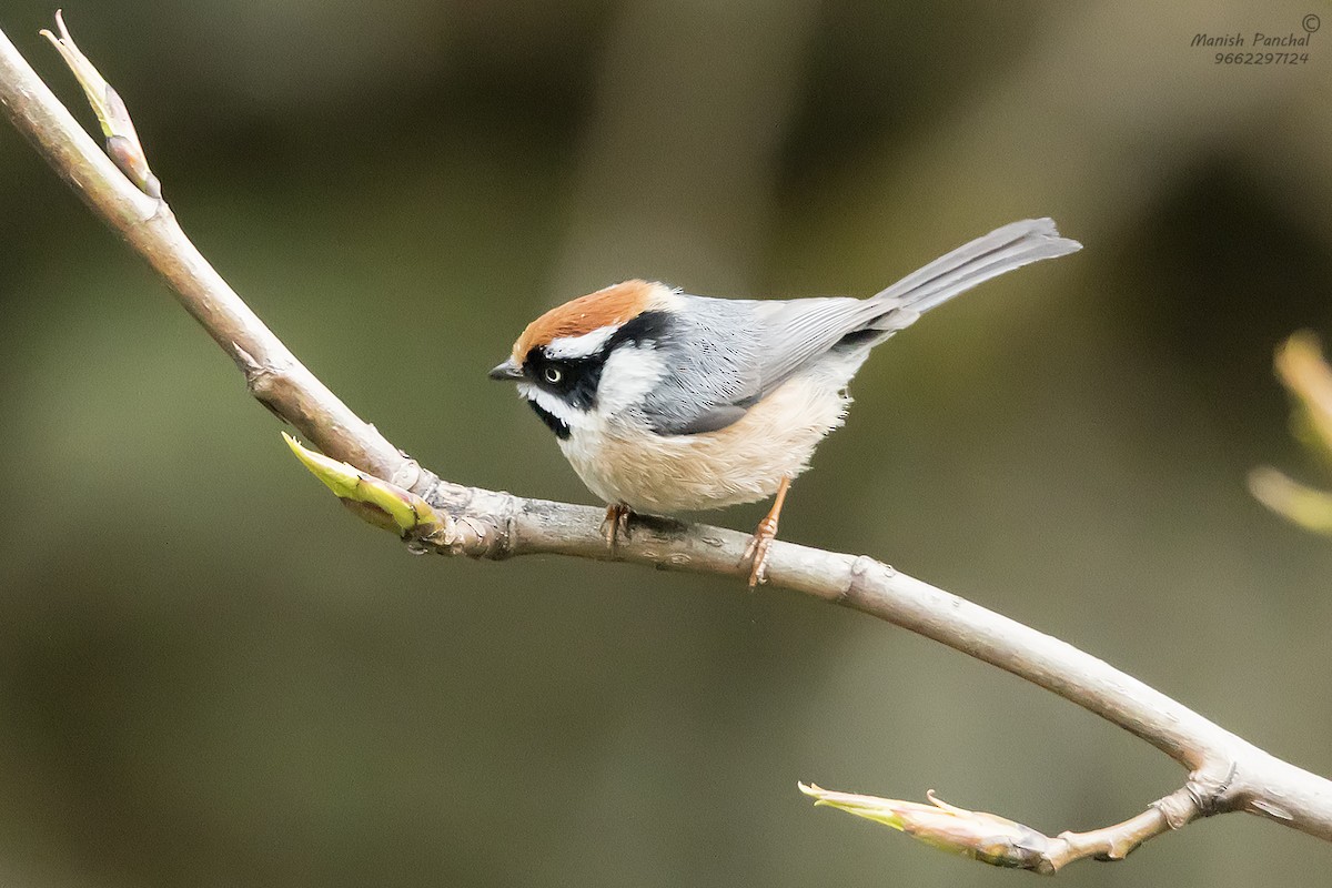 Black-throated Tit - ML609312866