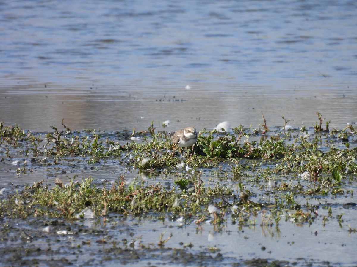 Little Ringed Plover - ML609312987