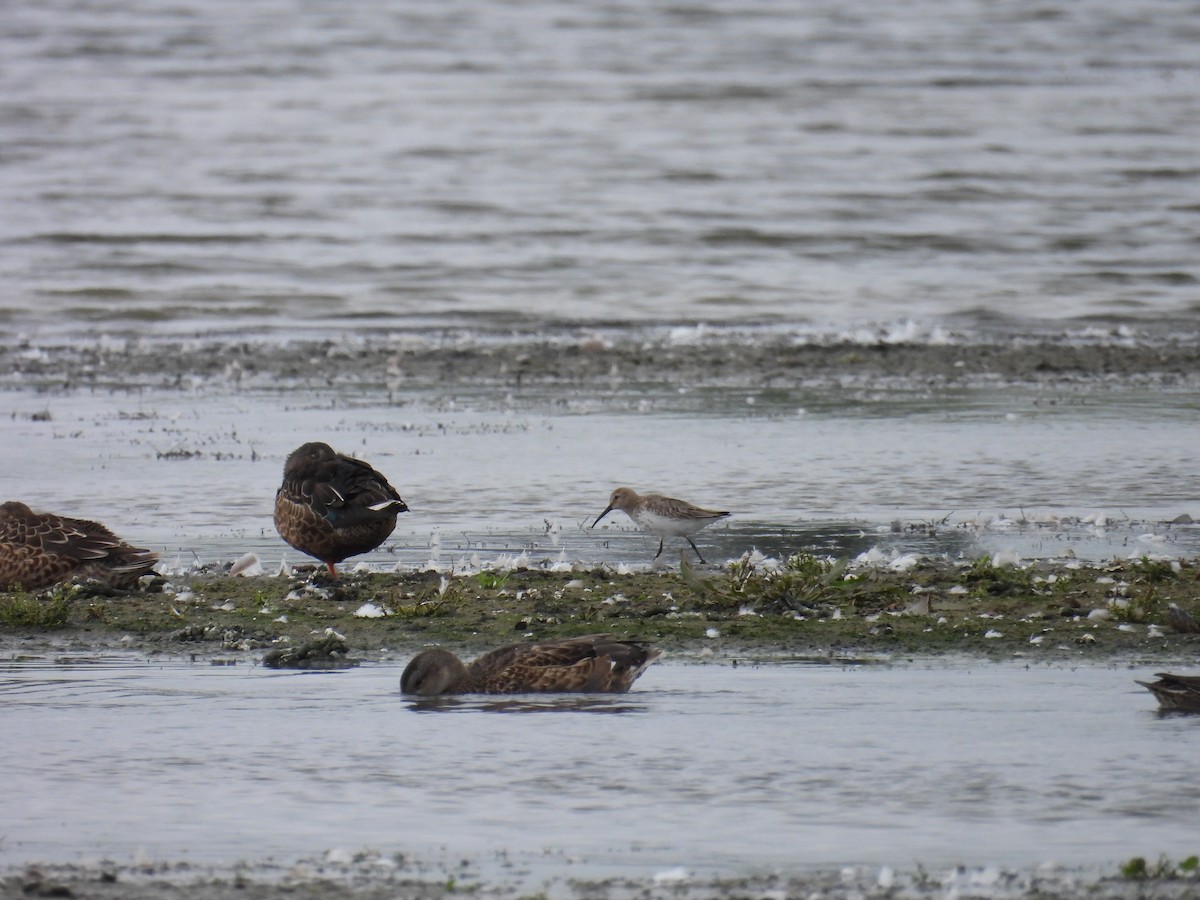 Dunlin - Quinlan Cijntje