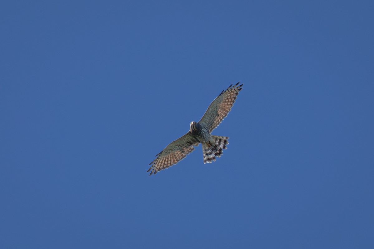 Gray-faced Buzzard - André  Zambolli