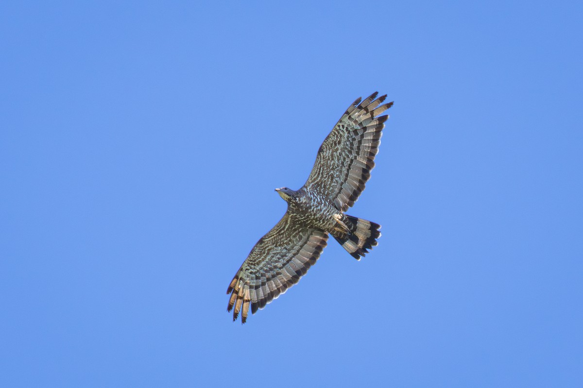 Oriental Honey-buzzard (Northern) - André  Zambolli