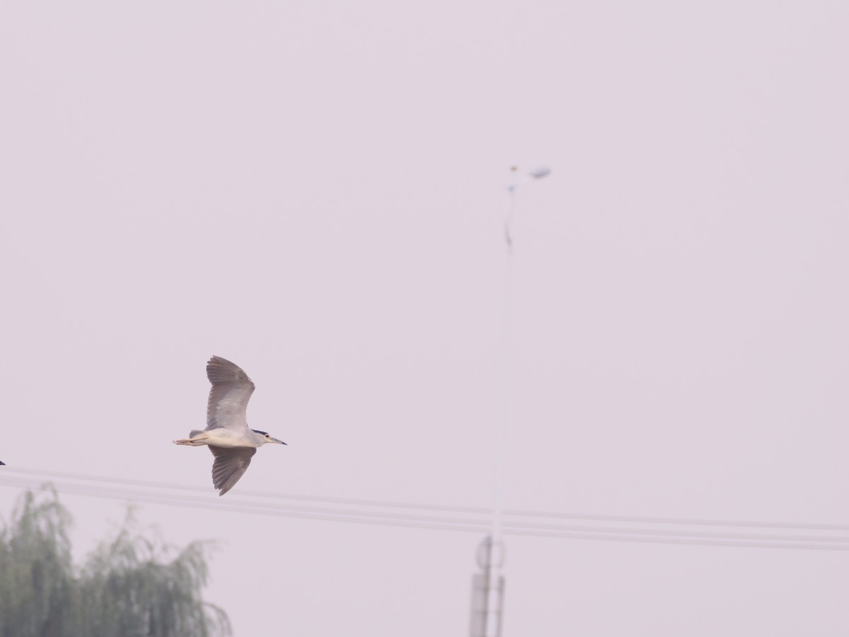 Black-crowned Night Heron - Yawei Zhang