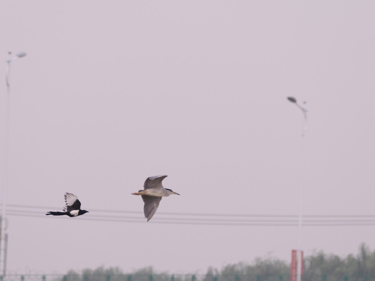 Black-crowned Night Heron - Yawei Zhang