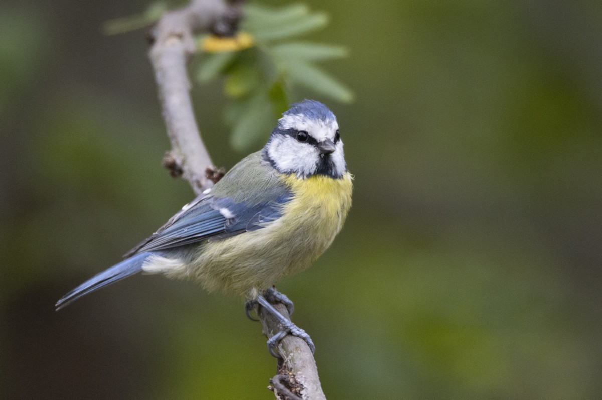 Eurasian Blue Tit - ML609313433