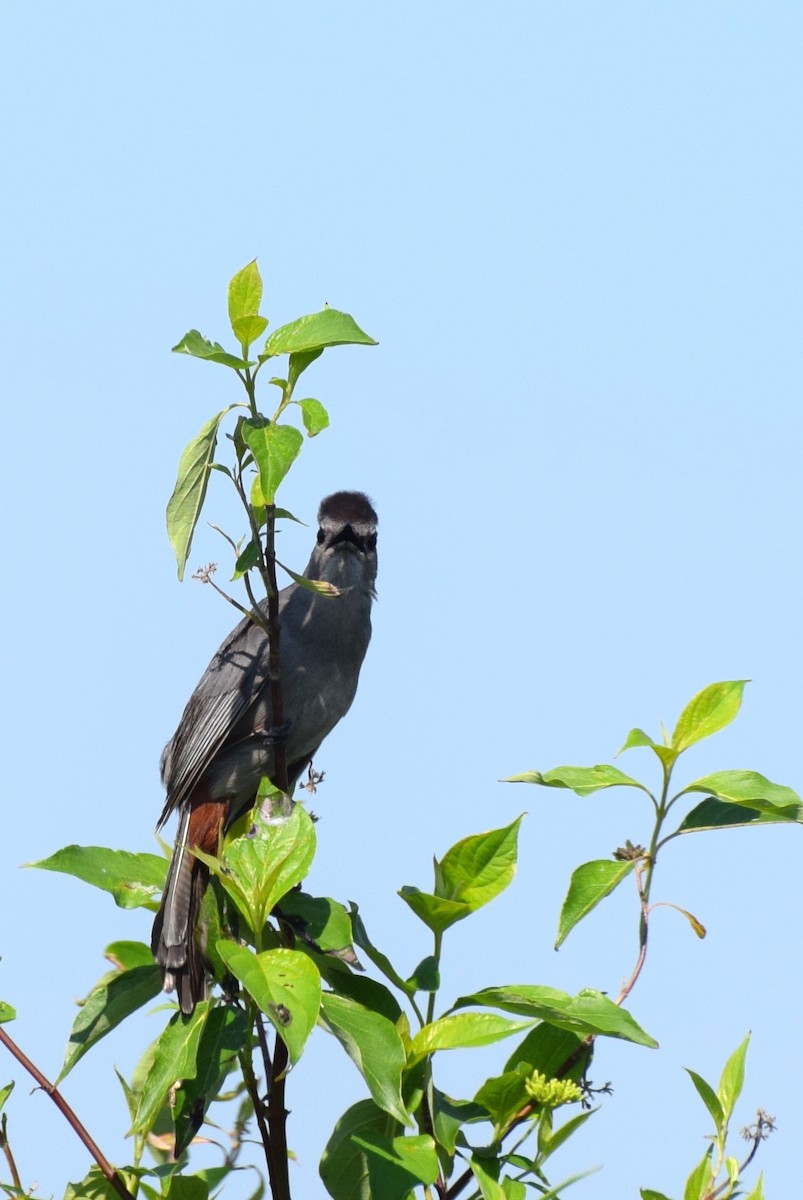 Gray Catbird - ML60931351