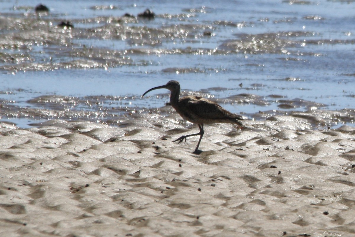 Whimbrel - Michael  Willis