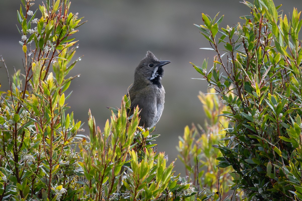 Western Whipbird - Trevor Evans