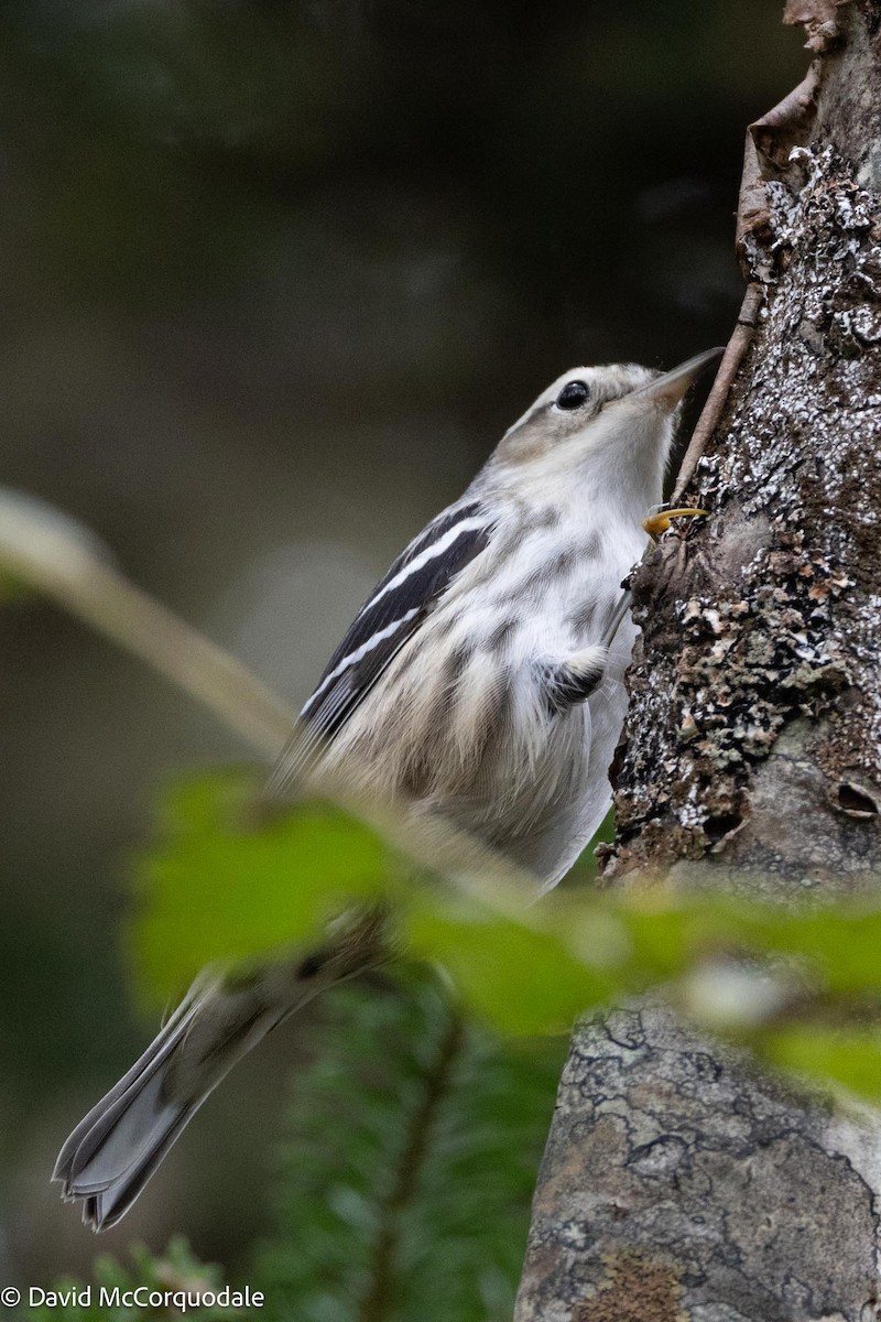 Black-and-white Warbler - ML609313597