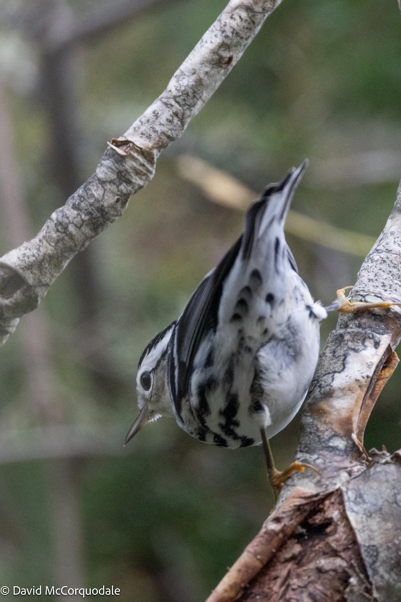 Black-and-white Warbler - ML609313598