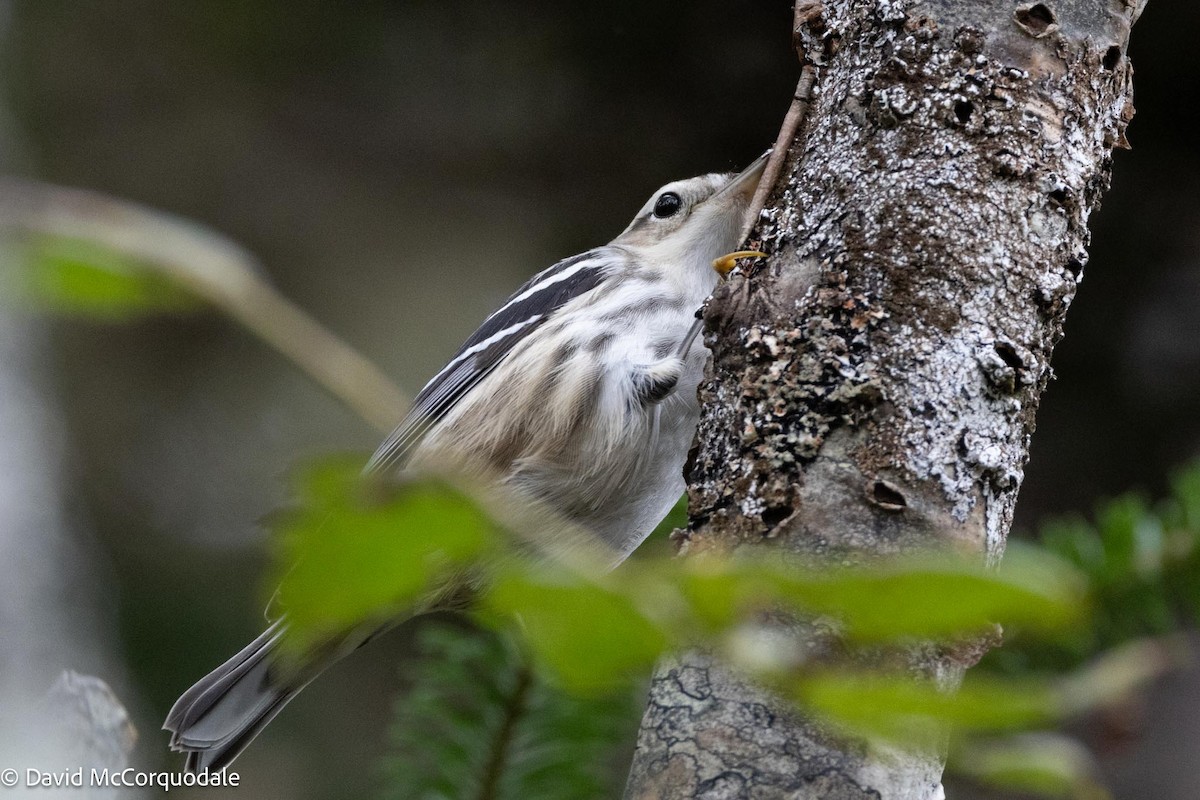 Black-and-white Warbler - ML609313599