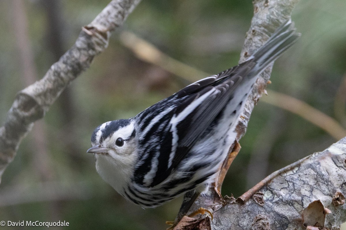 Black-and-white Warbler - ML609313600