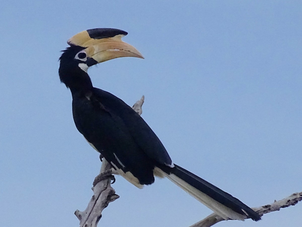 Malabar Pied-Hornbill - ML609313739