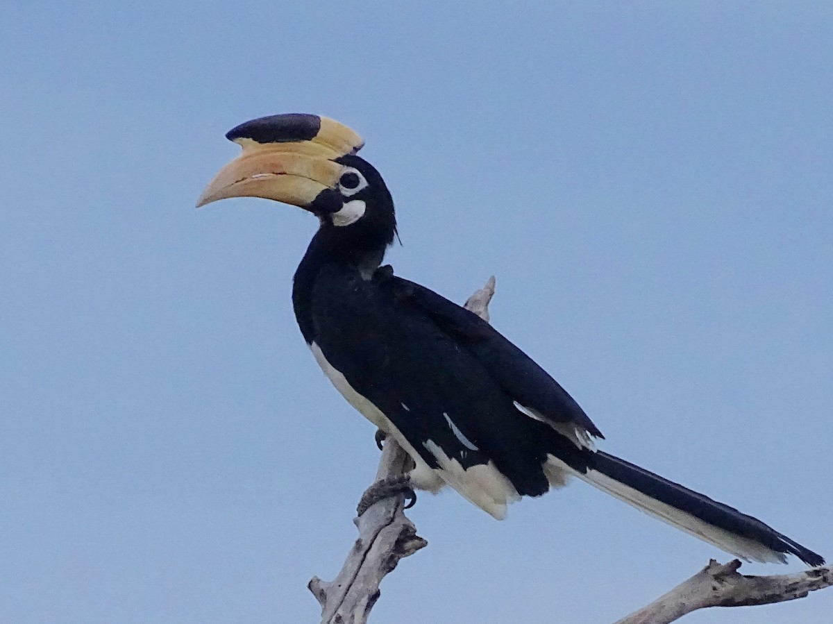 Malabar Pied-Hornbill - ML609313741