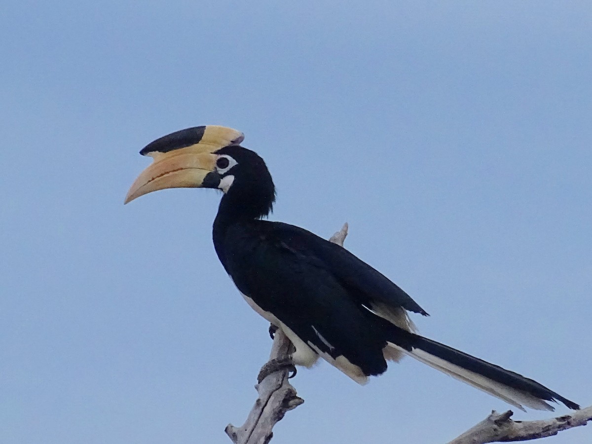 Malabar Pied-Hornbill - ML609313745