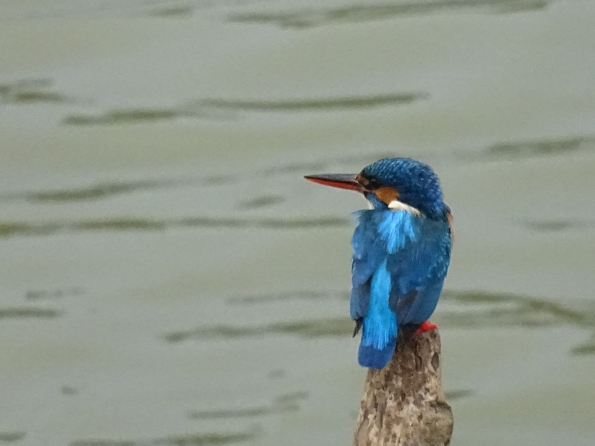 Common Kingfisher - Sri Srikumar