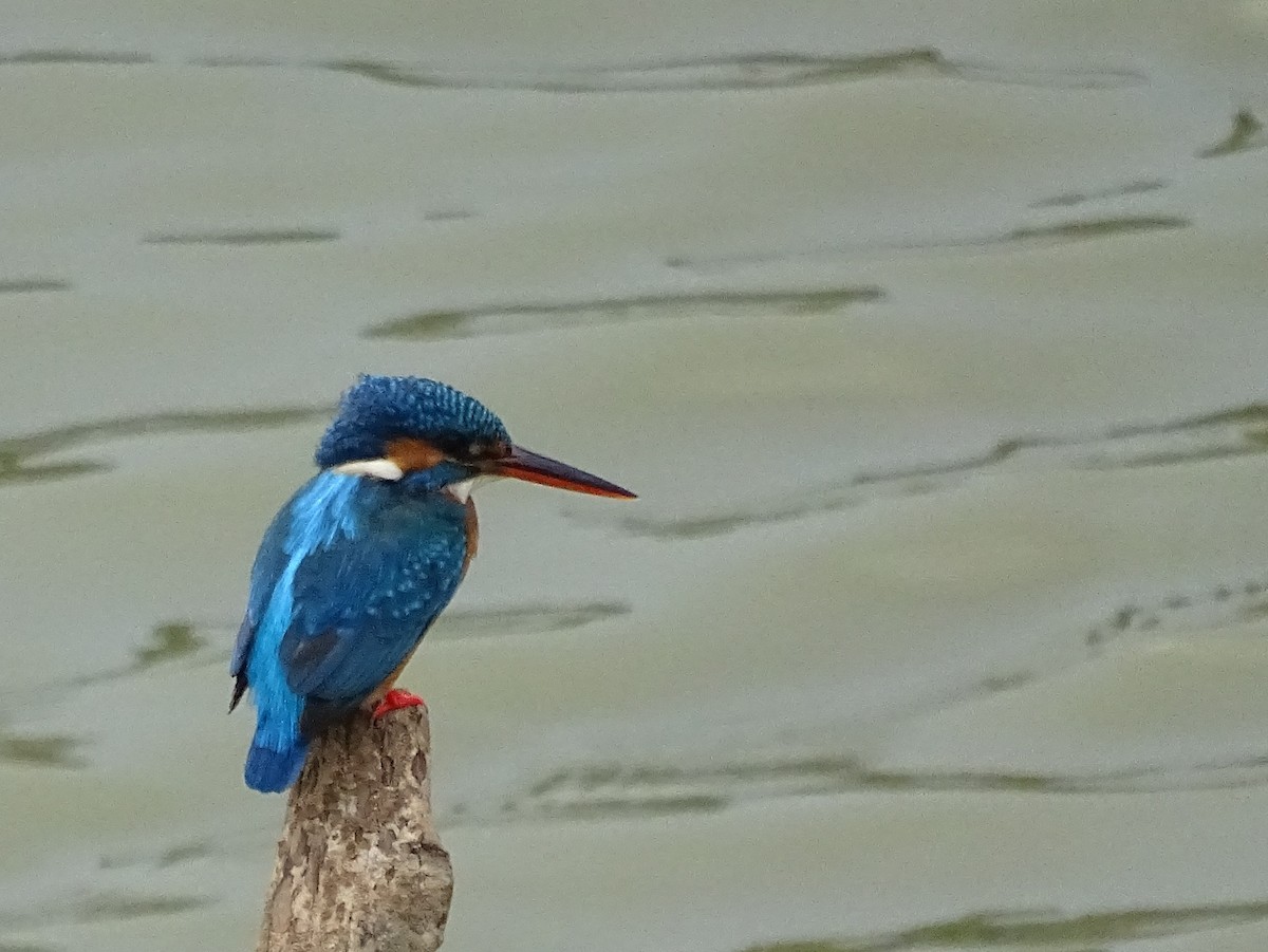 Common Kingfisher - ML609313751