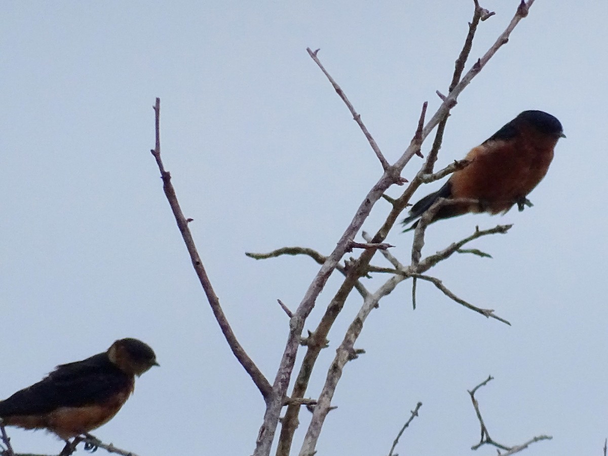 Sri Lanka Swallow - ML609313758