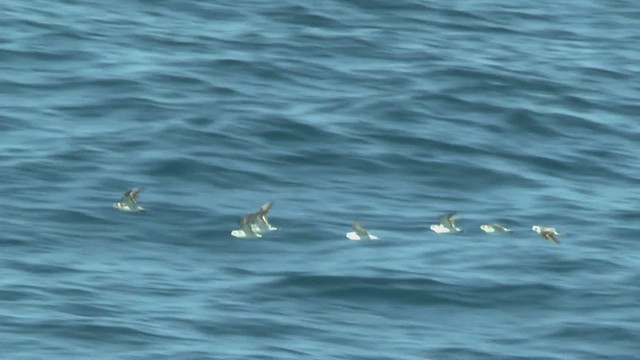 Phalarope à bec étroit - ML609313776